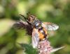 Tachina magnicornis